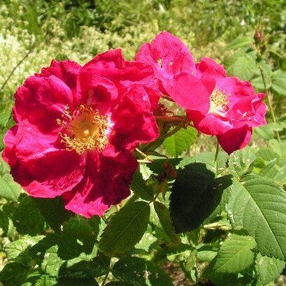 Rosa x francofurtana unspecified picture