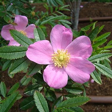 Rosa nitida unspecified picture