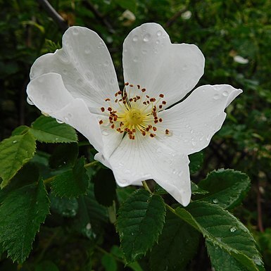 Rosa obtusifolia unspecified picture