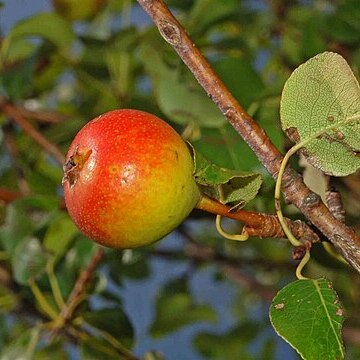 Pyrus pyraster unspecified picture