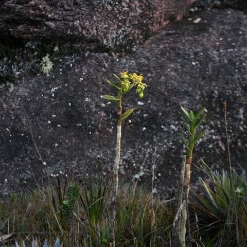 Epidendrum ulei unspecified picture