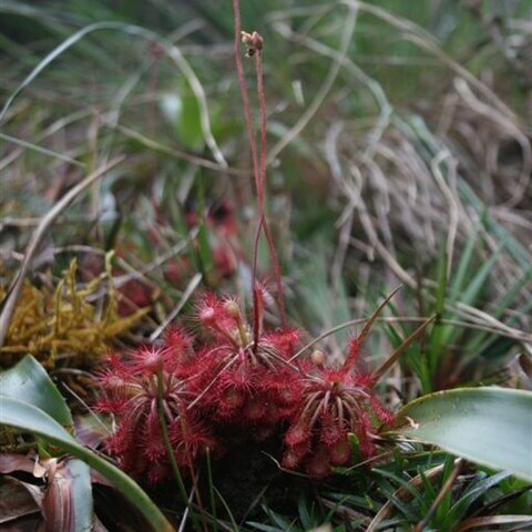 Drosera roraimae unspecified picture