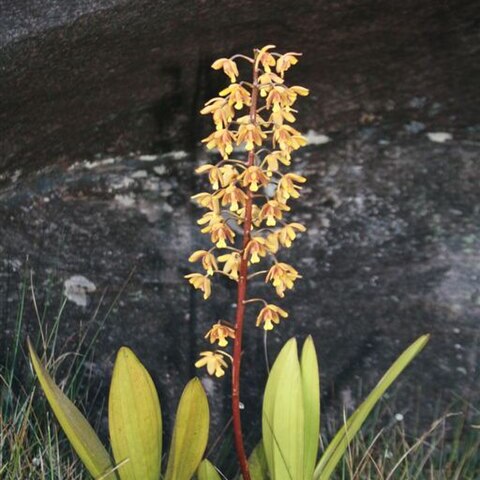 Eriopsis biloba unspecified picture