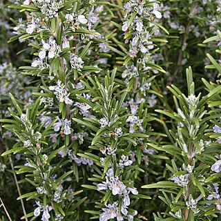 Rosmarinus officinalis unspecified picture