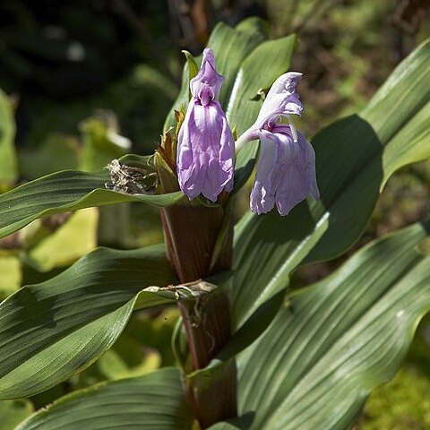 Roscoea purpurea unspecified picture