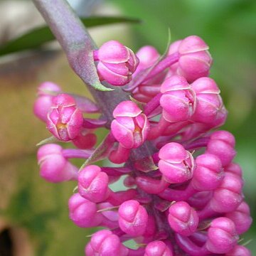 Robiquetia pantherina unspecified picture