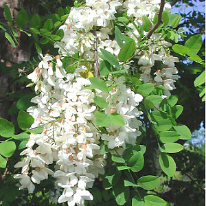 Robinia unspecified picture