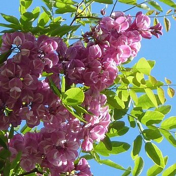 Robinia x ambigua unspecified picture