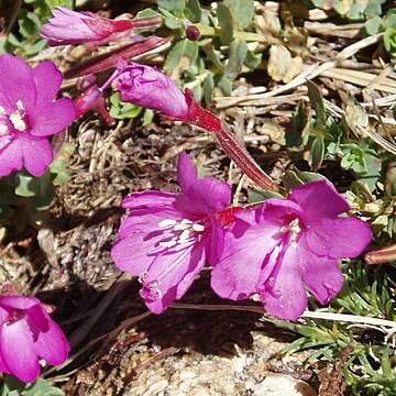 Epilobium obcordatum unspecified picture