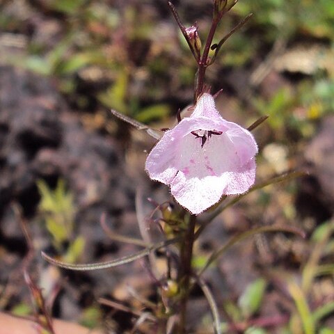 Parasopubia delphiniifolia unspecified picture