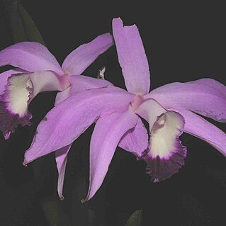 Cattleya perrinii unspecified picture