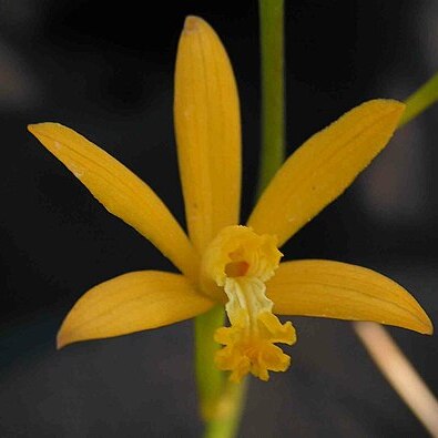 Cattleya hoehnei unspecified picture