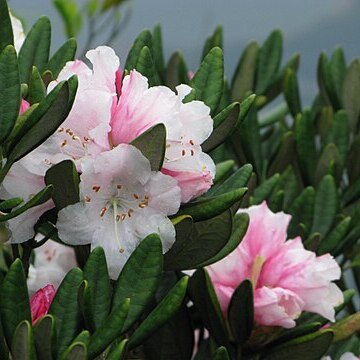 Rhododendron simiarum unspecified picture