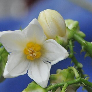 Solanum pachyandrum unspecified picture