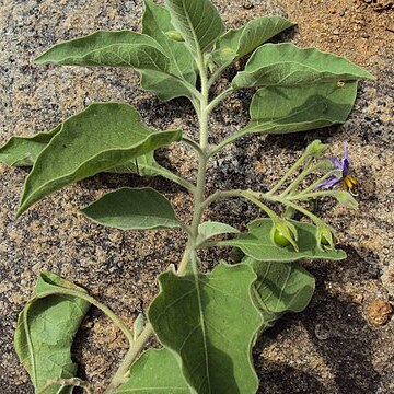 Solanum pubescens unspecified picture