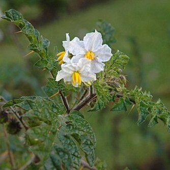 Solanum heterodoxum unspecified picture