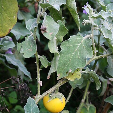 Solanum insanum unspecified picture