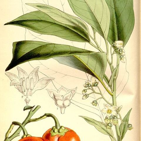 Solanum viride unspecified picture