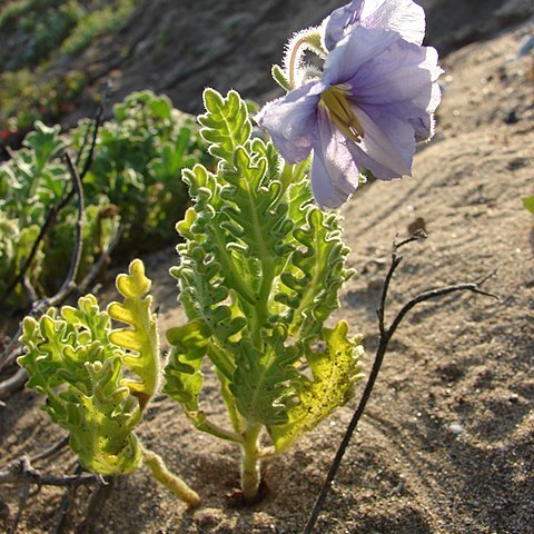 Solanum trinominum unspecified picture