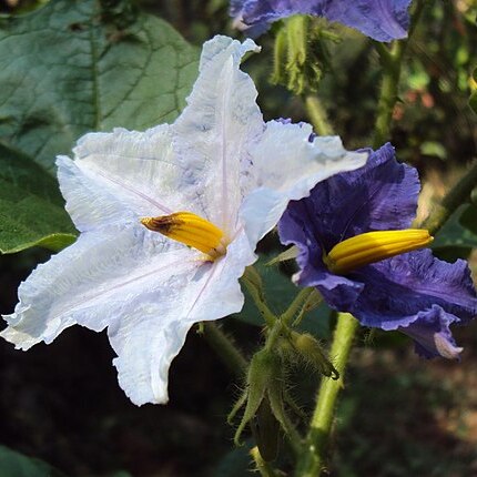 Solanum macracanthum unspecified picture