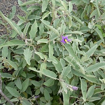 Solanum lidii unspecified picture