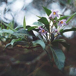 Solanum storkii unspecified picture