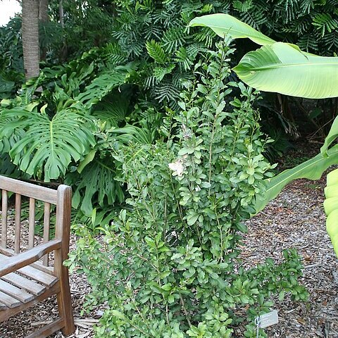 Solanum concinnum unspecified picture