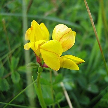 Lotus arenarius unspecified picture