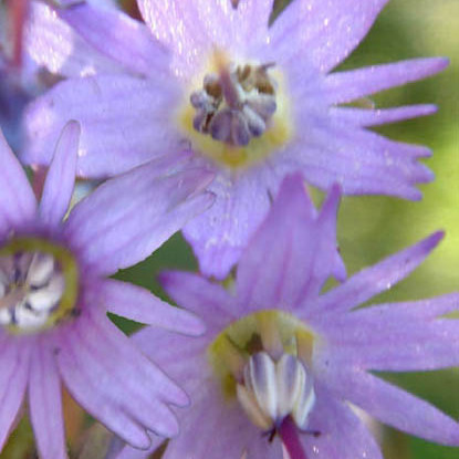 Soldanella pindicola unspecified picture