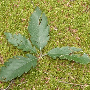 Hedlundia gauckleri unspecified picture