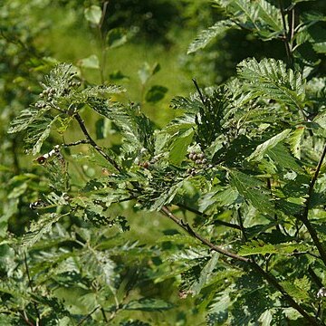 Hedlundia pulchra unspecified picture