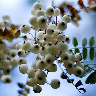 Sorbus prattii unspecified picture