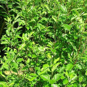 Sorbus pseudofennica unspecified picture