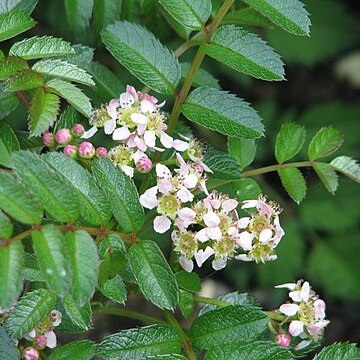 Sorbus poteriifolia unspecified picture