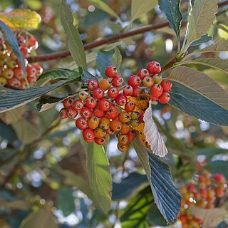 Sorbus aria unspecified picture