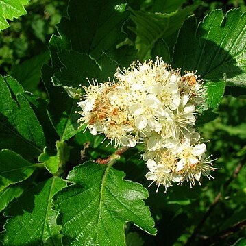 Sorbus arranensis unspecified picture