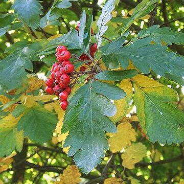 Sorbus hybrida unspecified picture