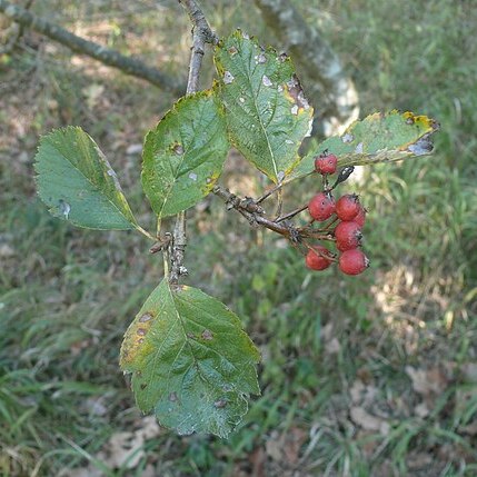 Hedlundia lonetalensis unspecified picture