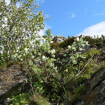 Sorbus rupicola unspecified picture