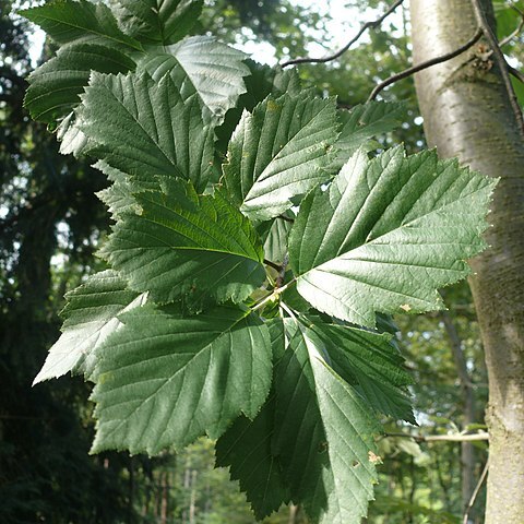 Sorbus subcordata unspecified picture