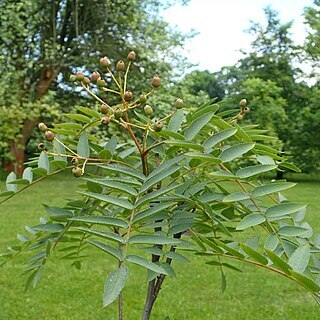 Sorbus rosea unspecified picture