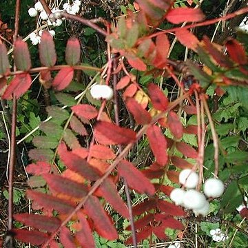 Sorbus koehneana unspecified picture