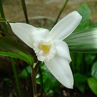 Sobralia setigera unspecified picture