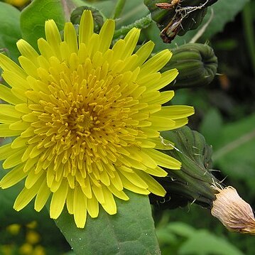 Sonchus unspecified picture