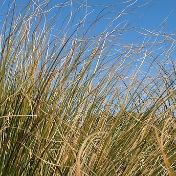 Chionochloa crassiuscula unspecified picture