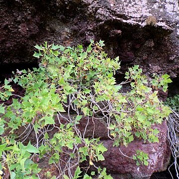 Sonchus pendulus unspecified picture