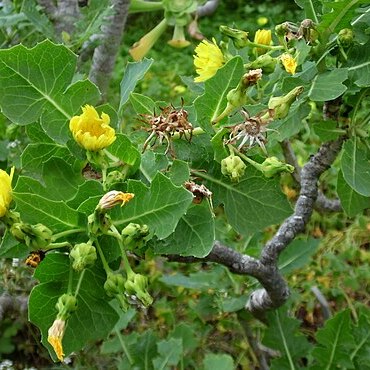 Sonchus brachylobus unspecified picture