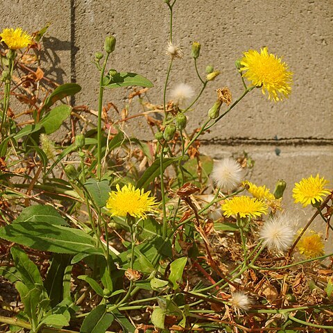 Sonchus brachyotus unspecified picture