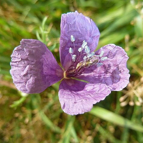 Roemeria hybrida unspecified picture