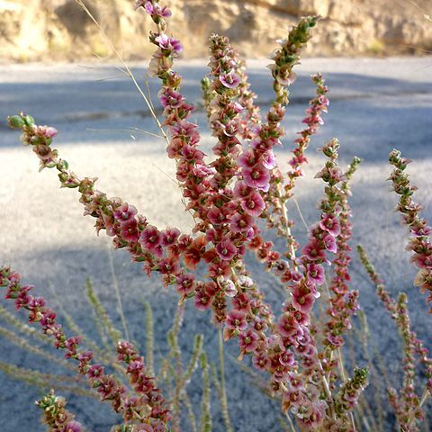 Salsola vermiculata unspecified picture